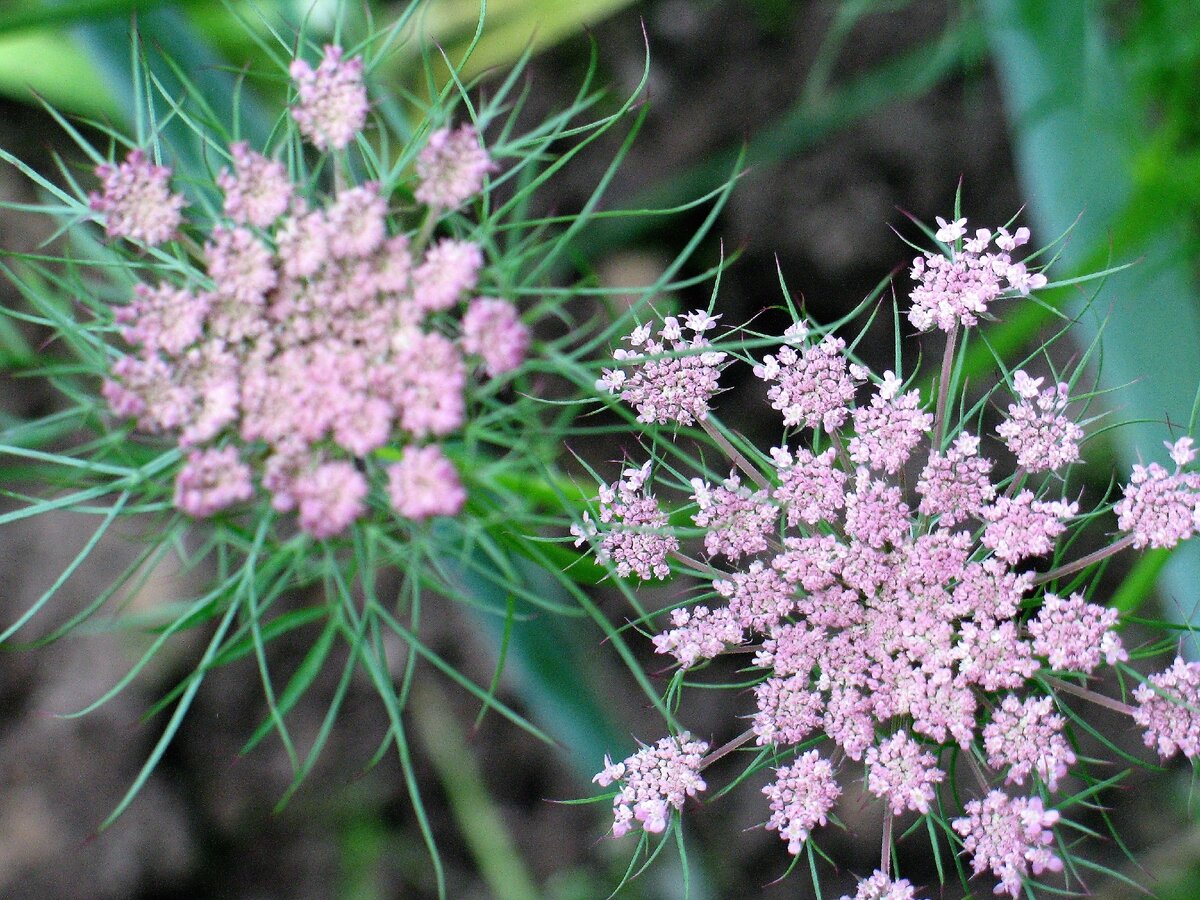 Daucus carota С†РІРµС‚РѕРє