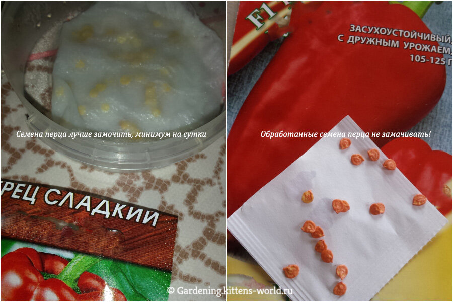 Покупные семена перца бывают обработанными, в этом случае их нельзя замачивать
