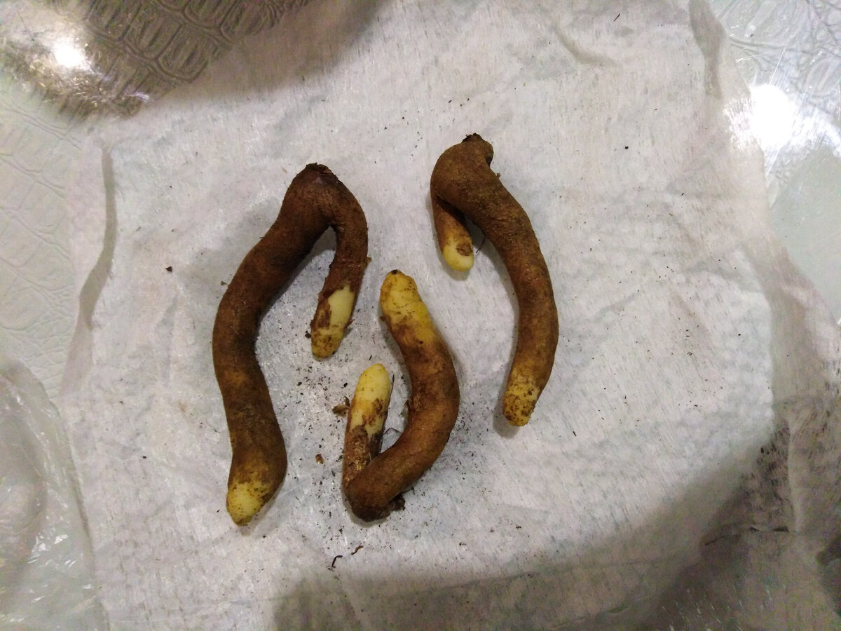 Клубни глориозы