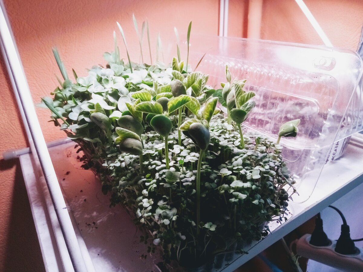 Микрозелень растет на полочке с фитоподсветкой