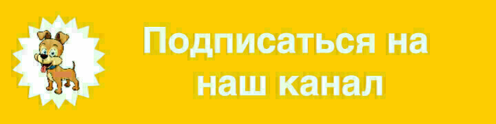 Канал - Профессионально о собаках