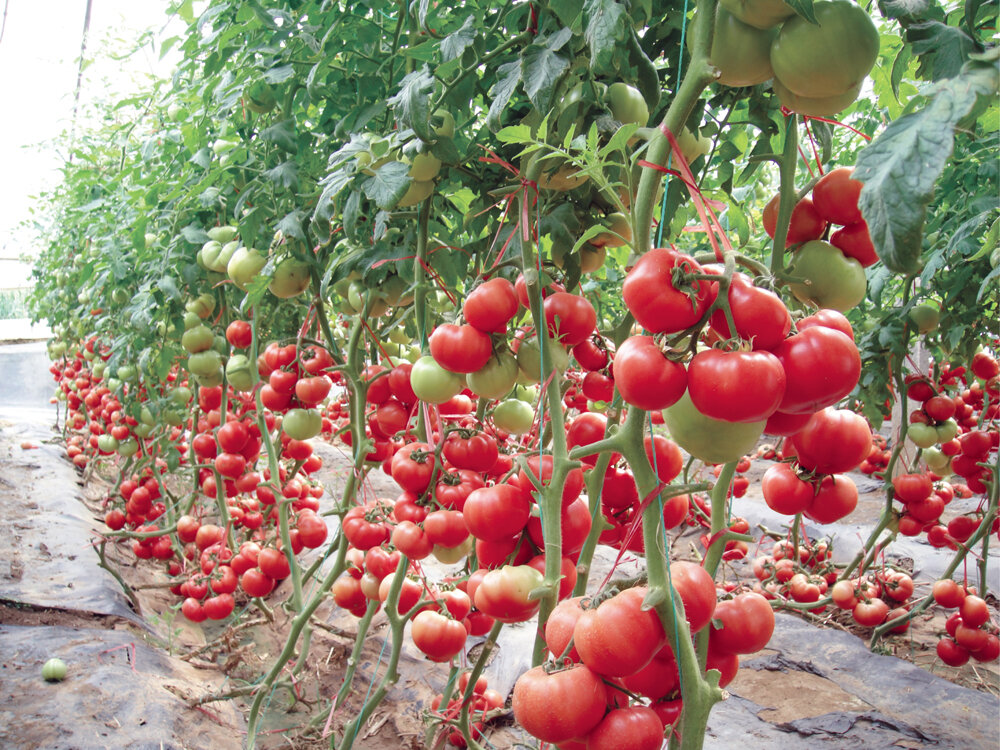 соседи помидоров в открытом грунте
