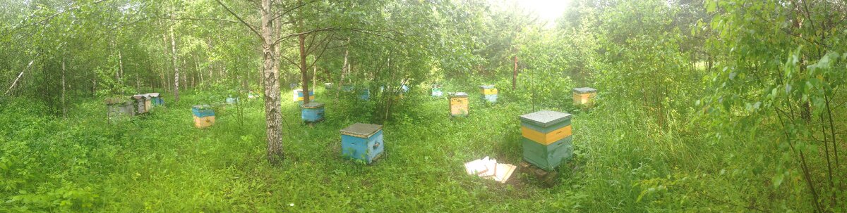 Моя пасека.