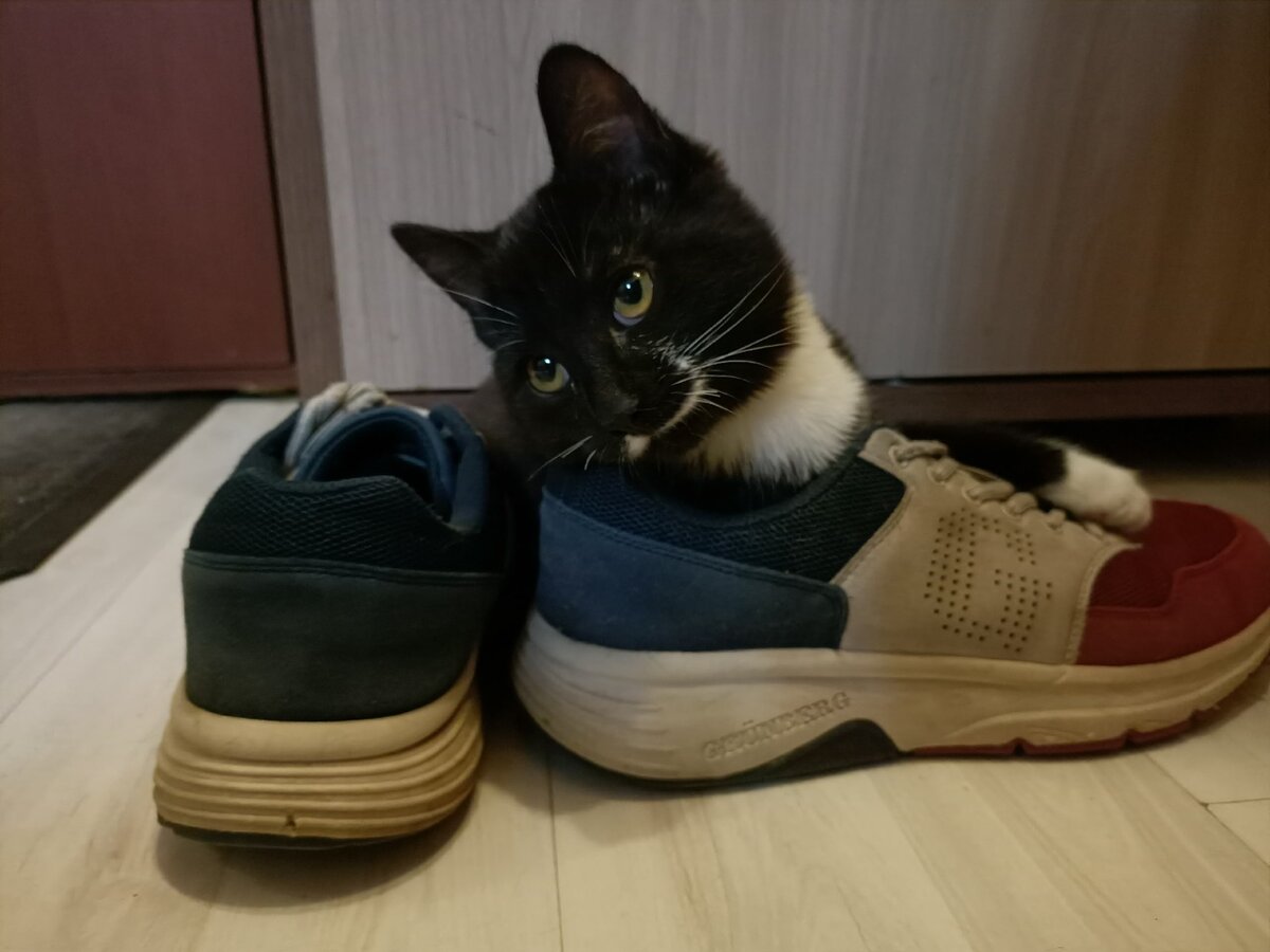 Твой взгляд, когда у тебя опять отбирают кроссовок, чтобы сходить по своим неважным человечьим делам.