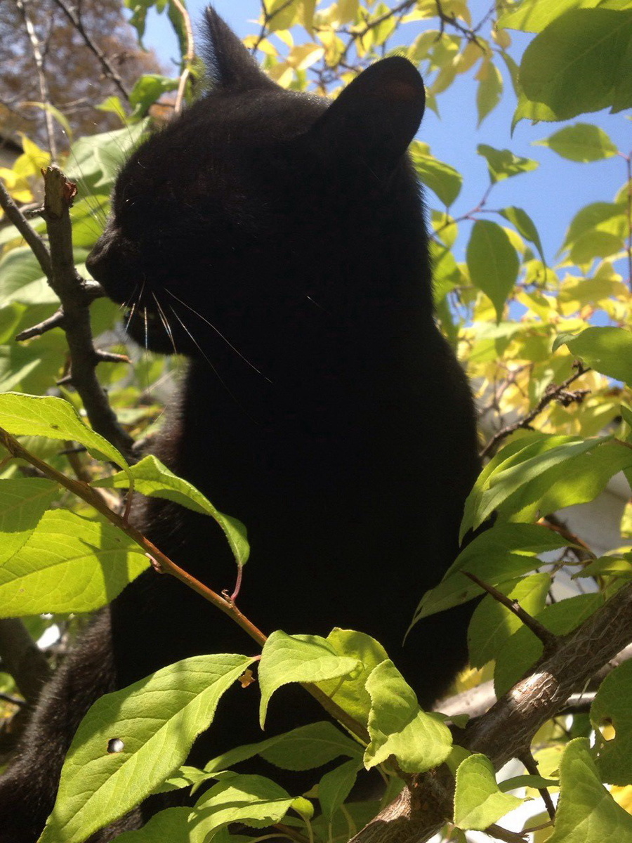 Мой черный друг.