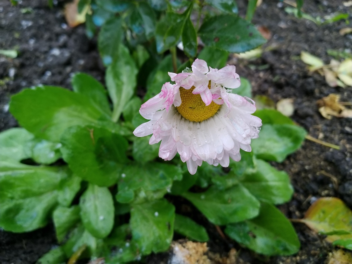 Маргаритка и осенью прекрасна