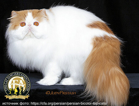 ванский окрас