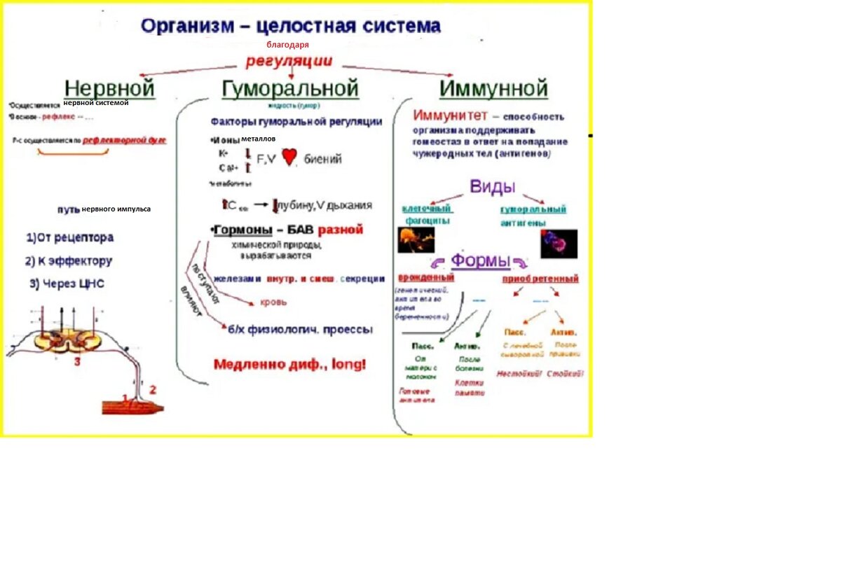 Ментальная карта суть процесса регуляции транскрипции