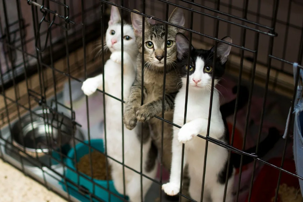 Котики в приюте.