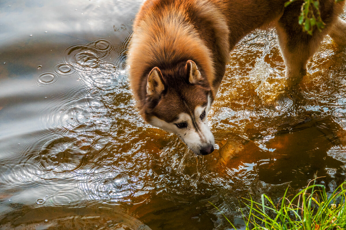 Вот прошлое лето без линьки. Стал Игорёк ярко-рыжим...