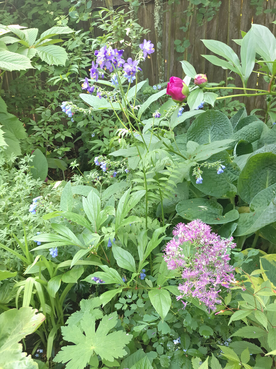 Синюха прекрасно справляется с ролью заполнителя на среднем плане миксбордера, правда довольно сильно тянется в тени