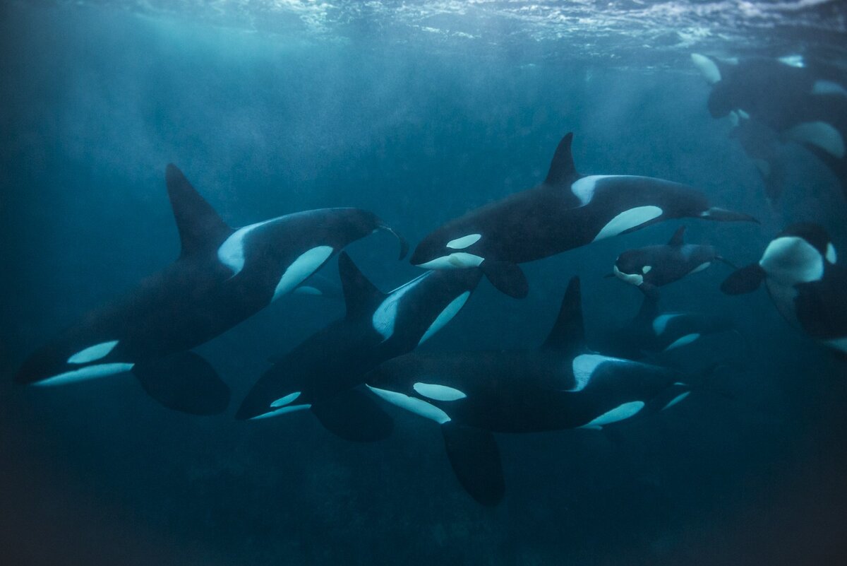 Косаточный прайд!))