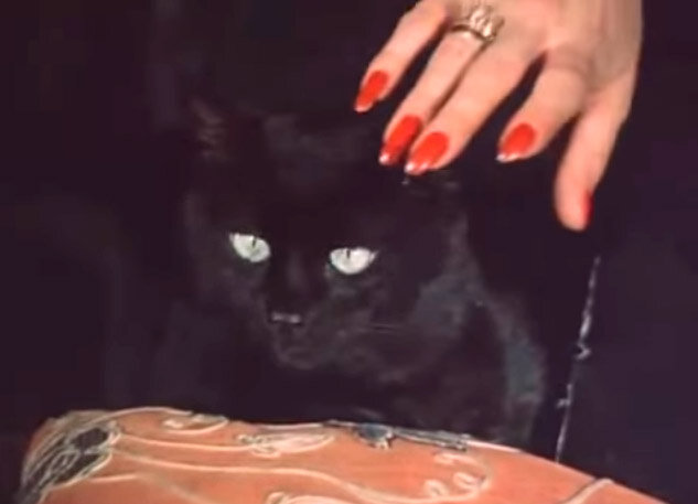 Черная кошка из к/ф "Место встречи изменить нельзя"