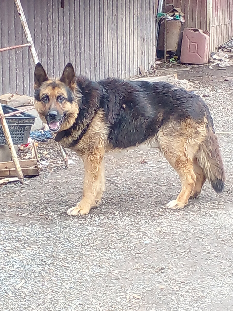 Открытый и готовый к контакту взгляд, выжидающая поза, любопытство и никакой агрессии. Ему интересно, кто я такая, зачем пожаловала и что будет дальше. Фото автора. 