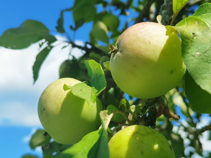 Яблоки. Иллюстрация для статьи используется по стандартной лицензии ©dachnyedela.ru