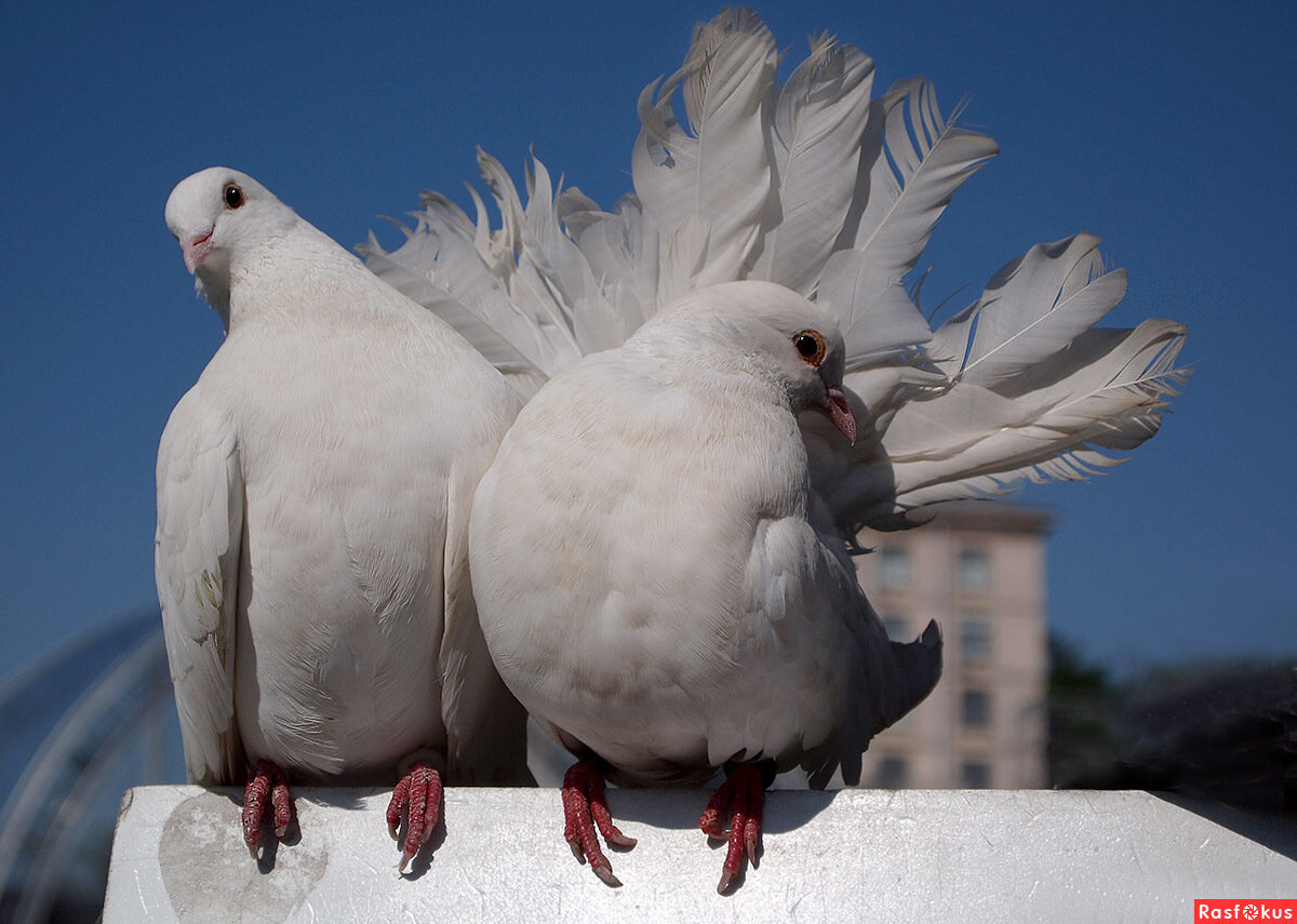 Любоваться на таких голубей можно бесконечно. Птицы это прекрасно понимают и ведут себя соответственно!