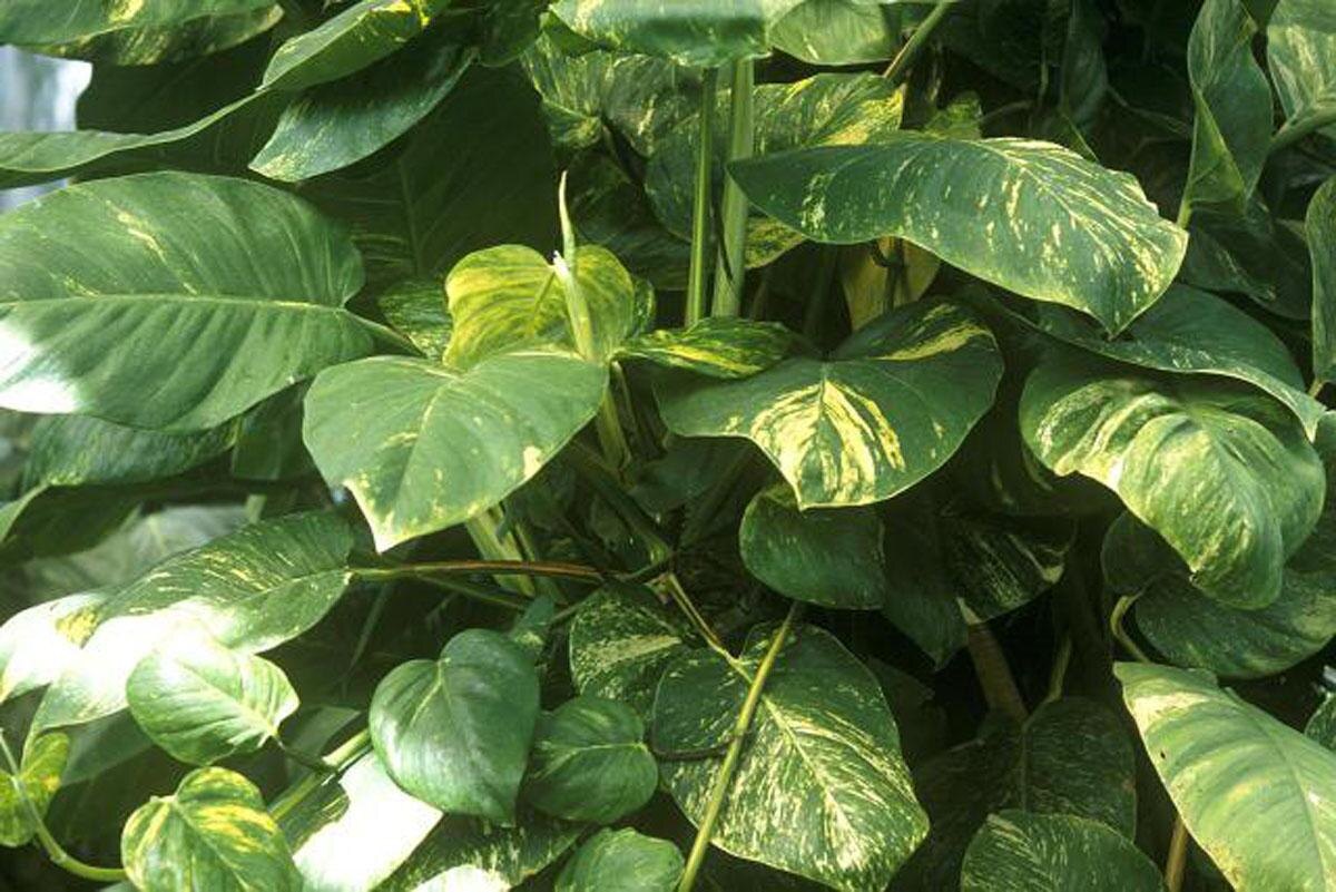 Эпипремнум перистый