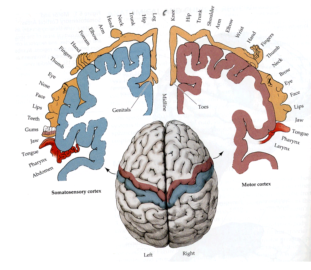 Развитие моторики=развитие речи | Clin_psychology | Дзен