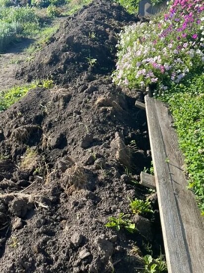 ЭТОТ НОВЫЙ ГРУНТ ПРИГОТОВЛЕН ПОД МАТОЧНИКИ КЛУБНИКИ. НА ЭТОМ ГРУНТЕ КРОМЕ СОРНЯКОВ НИЧЕГО НЕ РОСЛО