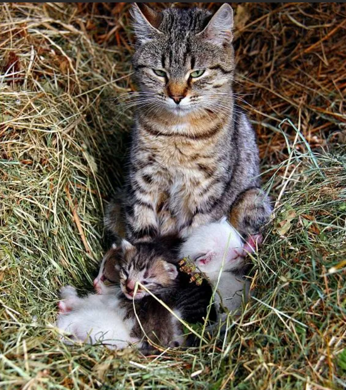 Увидеть кошку. Кошка прячет котят. Сонник кошка с котятами. Кошка с котятами сонник для женщины.