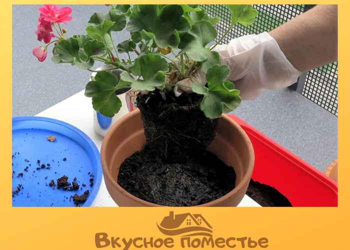 Пересадка пеларгонии