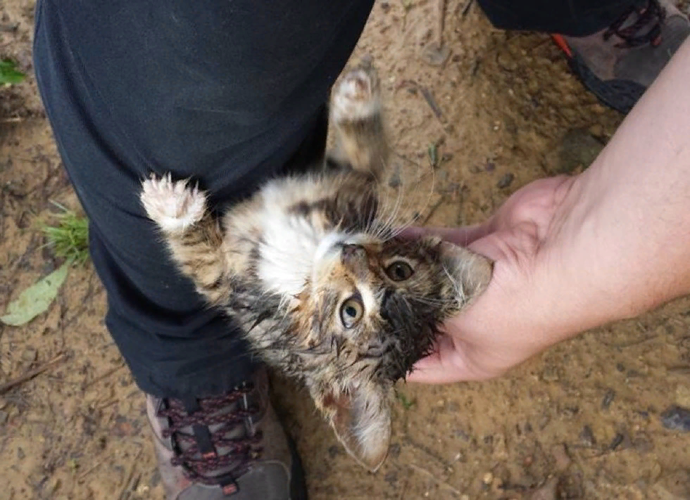 Видео нашел кошку. Бездомные кошки. Брошенный котенок. Бездомный котенок на руках. Бездомный.