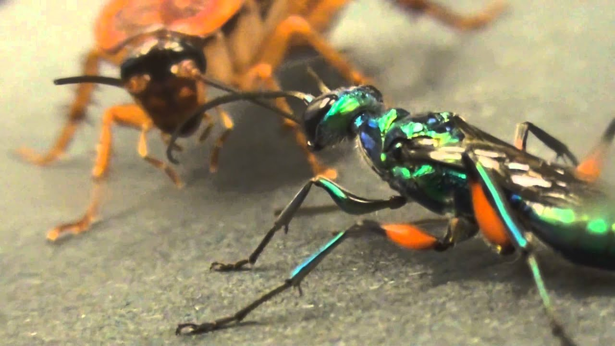 Вот мы и встретились. Наша битва будет легендарной! 