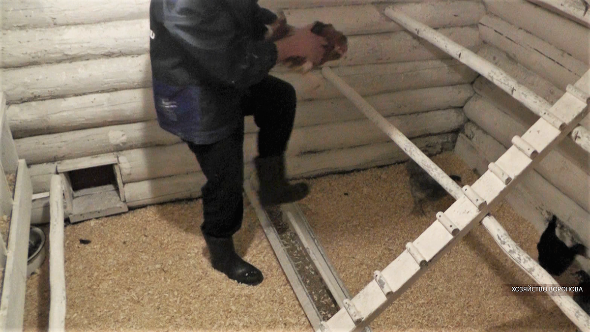 Курятник. Сажаю кур на насест