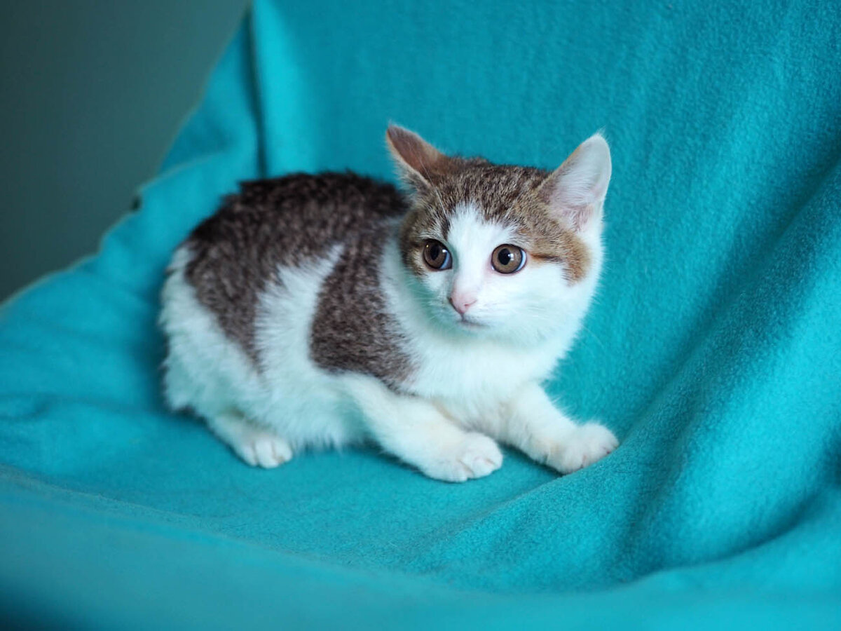 Пушистая история Альки! Котенок ищет дом 🏡🐈 Москва и МО | Кошки и собаки в  добрые руки! 🏡 | Дзен