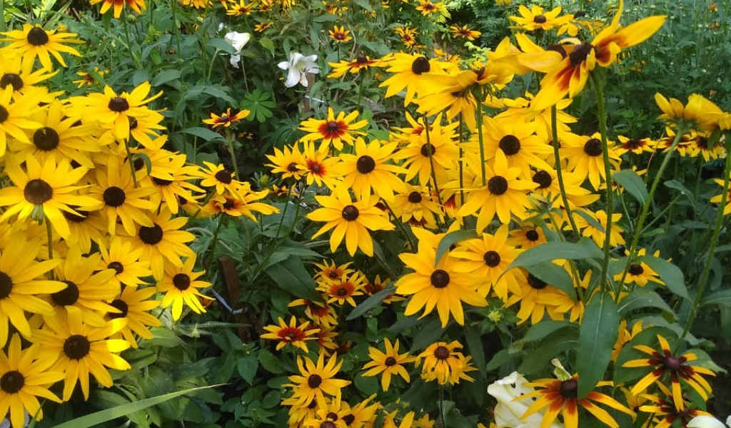 Рудбекии неизменно радуют меня обильным и продолжительным цветением. Обожаю их!