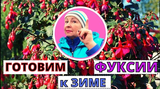 Как подготовить ФУКСИЮ к хранению Способы зимовки фуксии