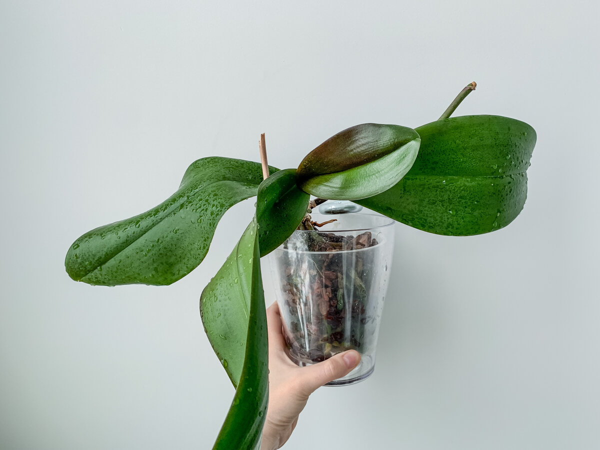 Вот как она выглядела. Масштаб с рукой