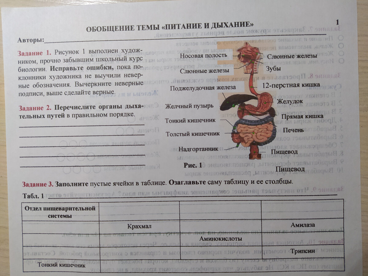 Таблица по пищеварению 8 класс биология Органы пищеварительной системы таблица