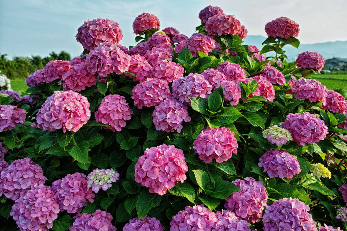 Как правильно посадить гортензию