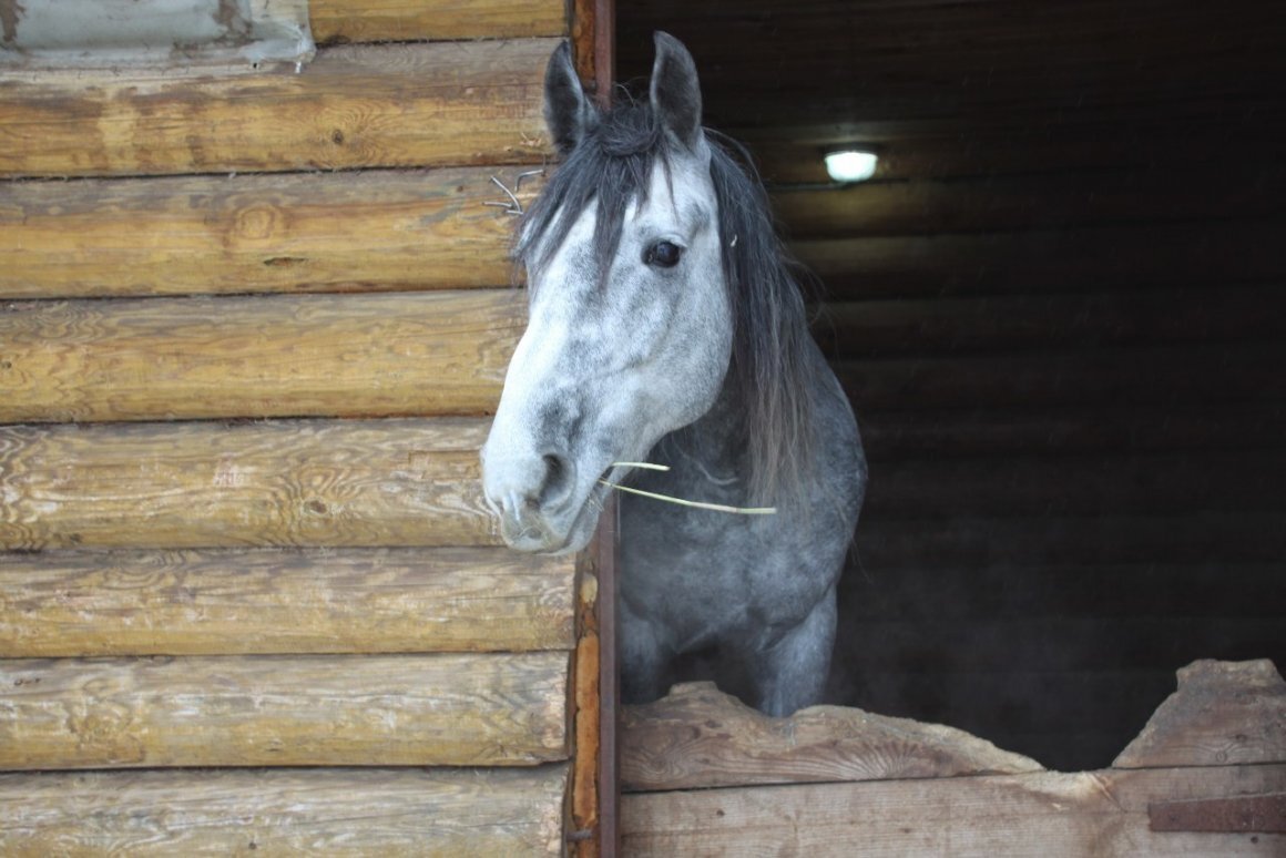 Фото из открытых источников https://krasivosti.pro/uploads/posts/2021-03/thumbs/1616286950_36-p-sivaya-kobila-37.jpg