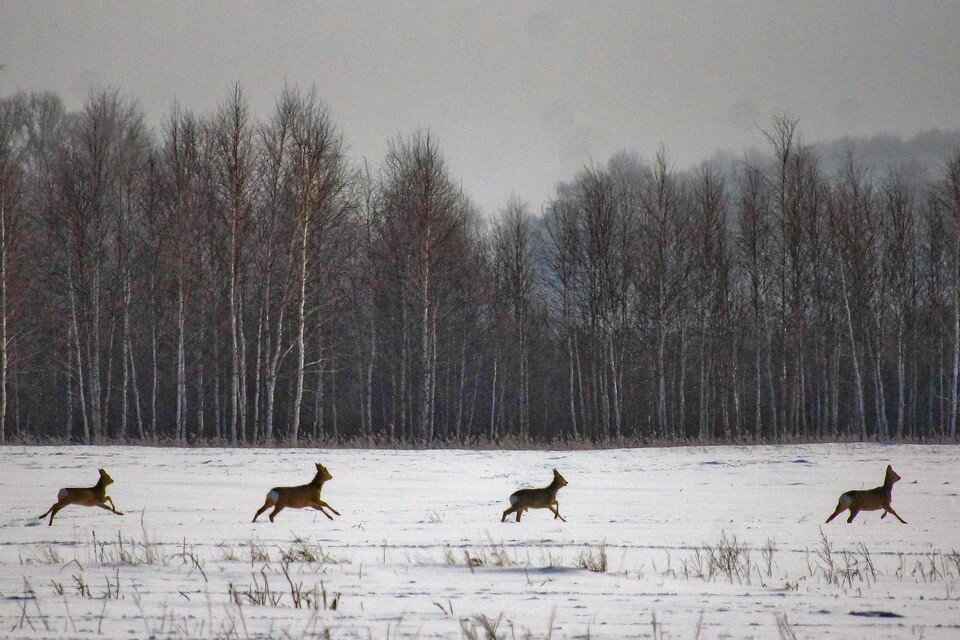     Животные смогли сбежать как от собак, так и от людей Алексей БУЛАТОВ