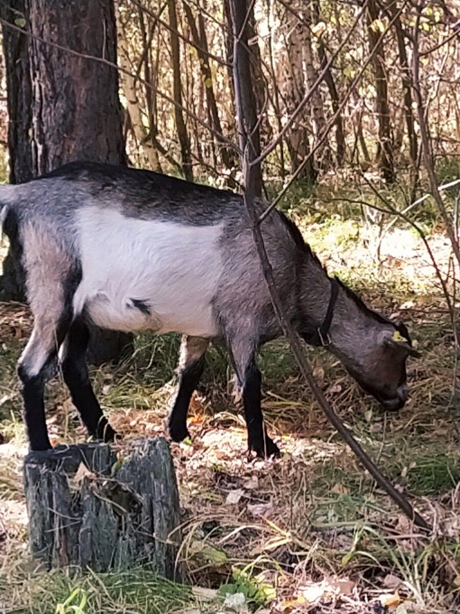 Ялта в осеннем лесу.