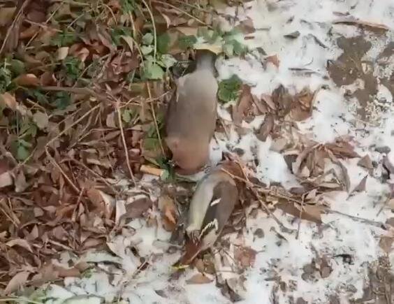    Скриншот из видео в группе Дышим чистым ВКонтакте