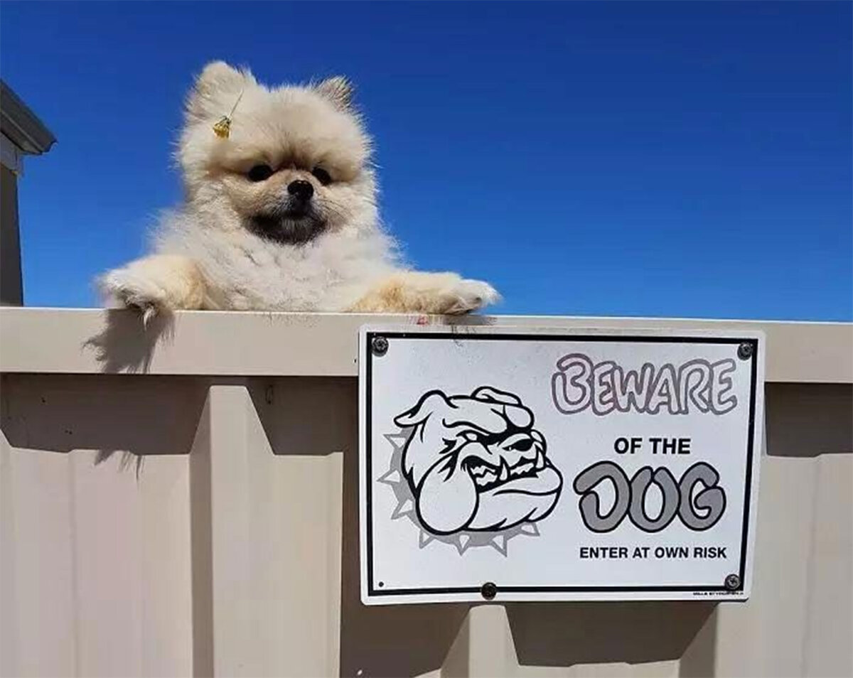 осторожно злая хозяйка табличка. цербер доберман арт. цербер бульдог. Be careful with my heart сериал. Be careful with the evil dog inside.