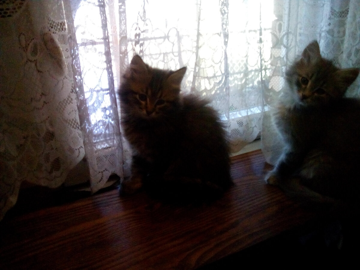 Кузя и Кася на связи с общественностью