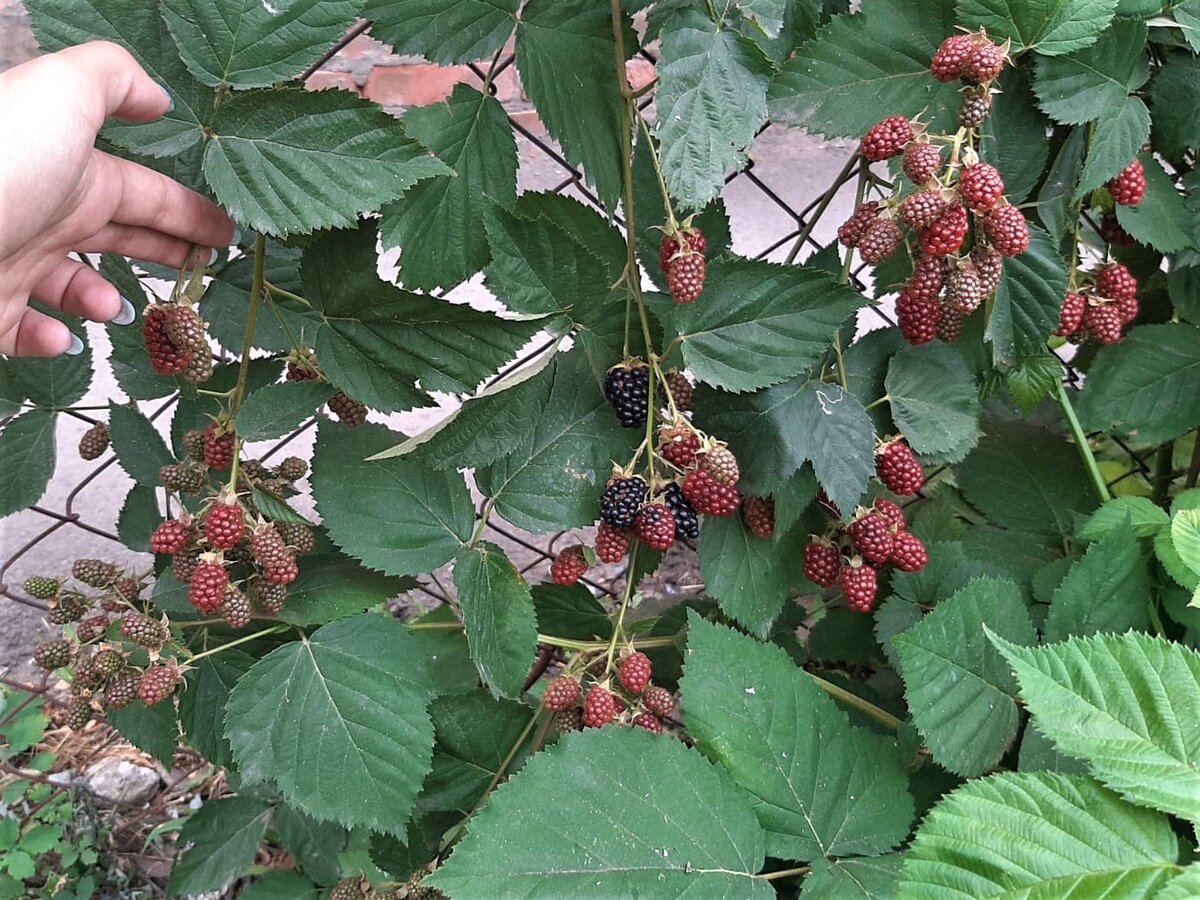 Ягоды ежевики Торнфри в 2022 году