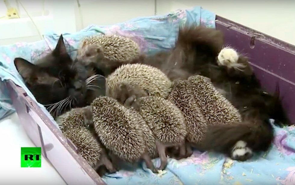 Муша и ежик. Источник фото: https: //www.amoremiao.it/8409-una-gatta-da-mama-a-8-sformati-ricci-orfani/