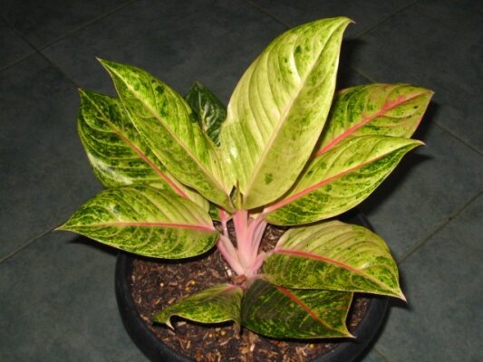 Aglaonema Catherine