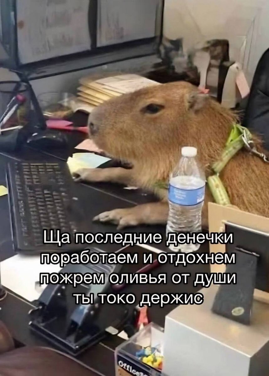 Мечик :)