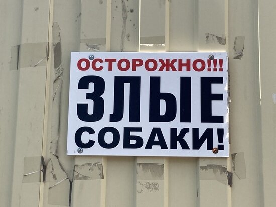     Злые собаки. Фото: saratov.mk.ru "МК в Саратове"