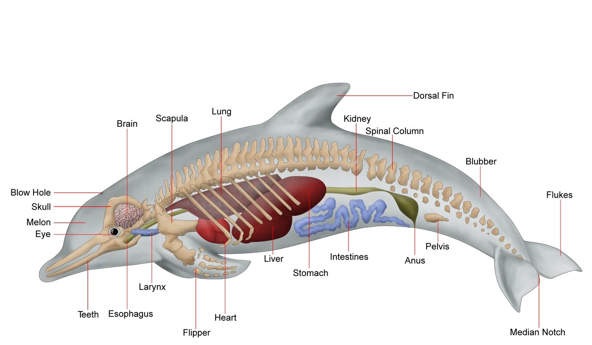Анатомия дельфина