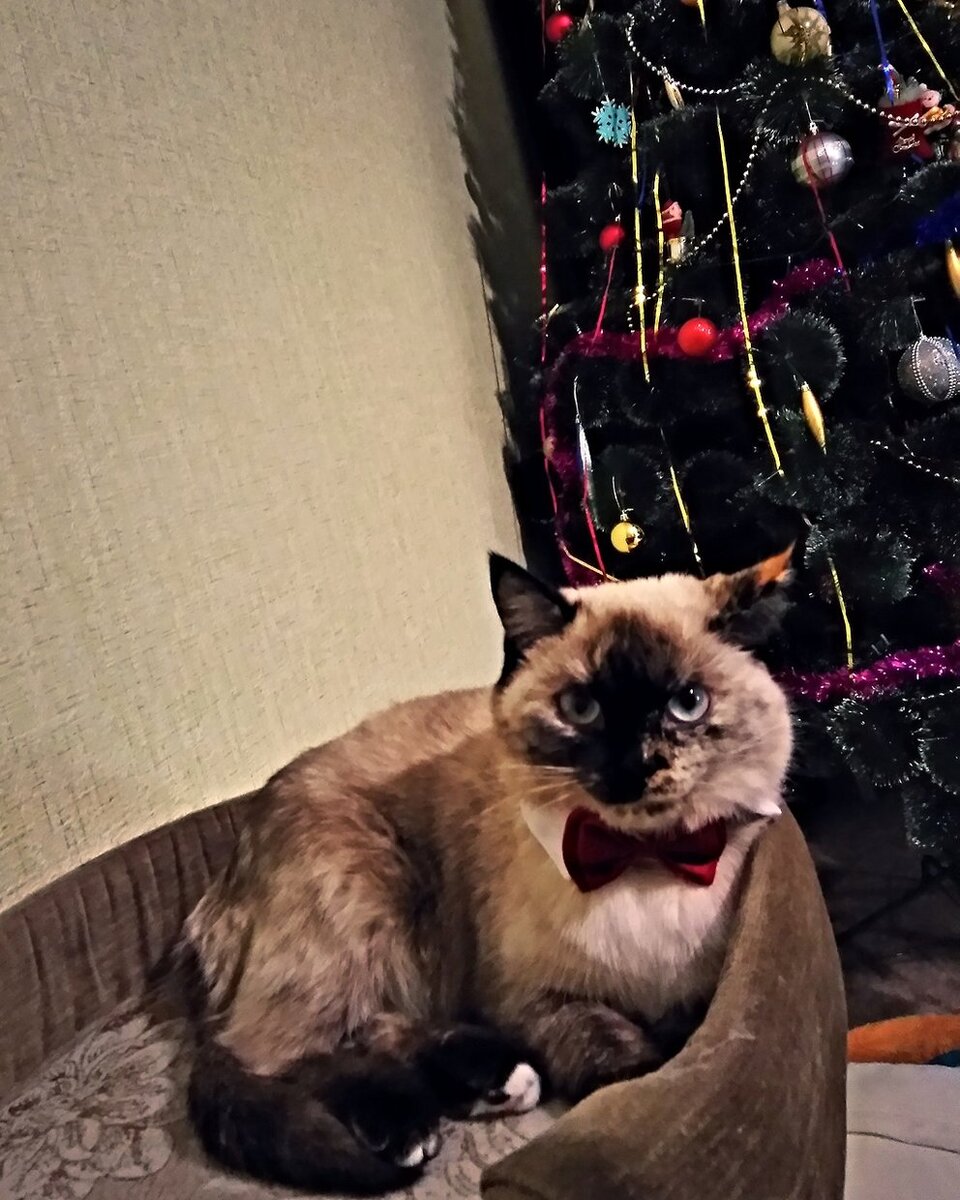 Милая Сима в милом бантике-бабочке (спасибо Полкашке)