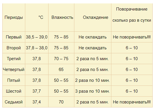 Инкубация куриного яйца: основные этапы развития