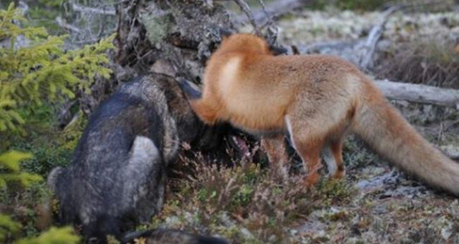 Фото: twitter.com