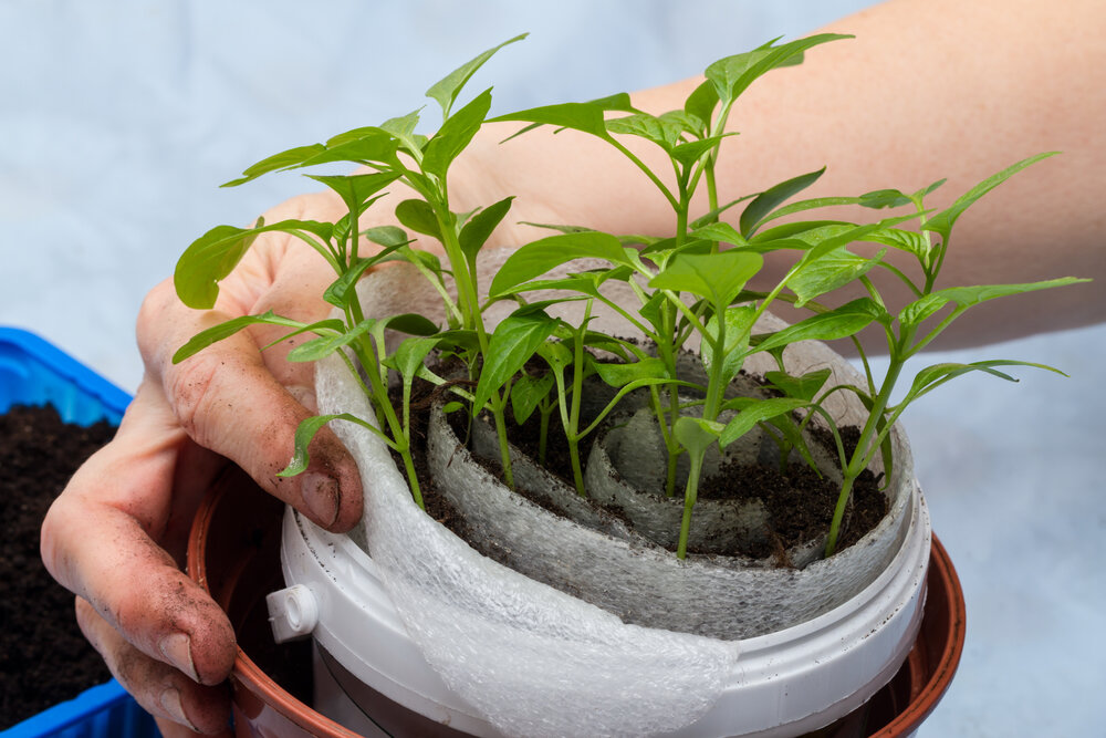 Источник: Depositphotos. Рассада в улитках быстро развивается при увлажненности грунта